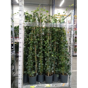 Hedera hibernica