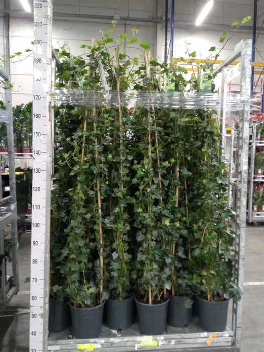 <h4>Hedera hibernica</h4>