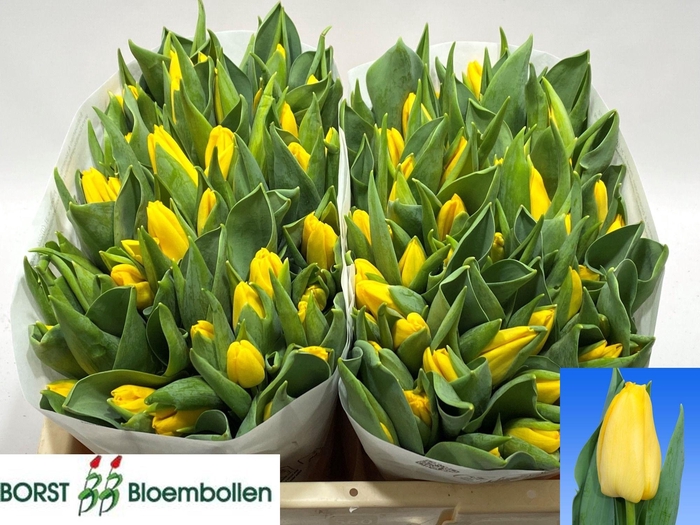 <h4>TU EN LIONS GLORY</h4>