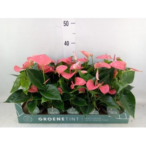 Anthurium andr. 'Sweet Dream'