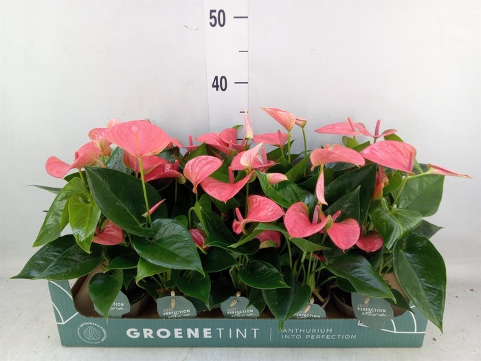 <h4>Anthurium andr. 'Sweet Dream'</h4>