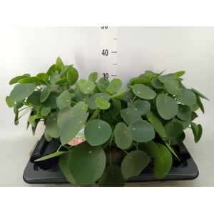 Pilea peperomoides