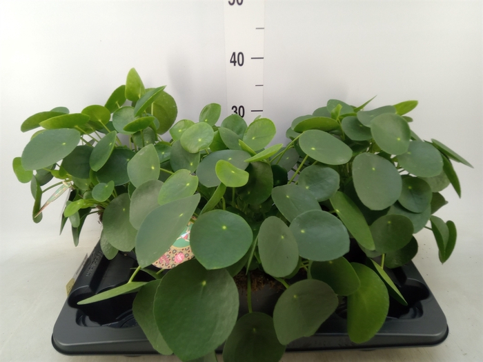 <h4>Pilea peperomoides</h4>