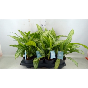 Aglaonema comm. 'Silver Queen'