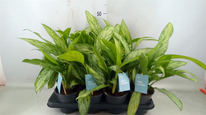 <h4>Aglaonema comm. 'Silver Queen'</h4>