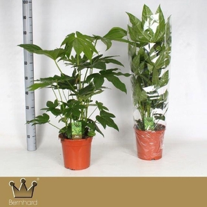 Fatsia japonica   ...