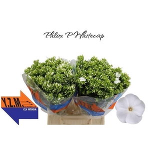 PHLOX P WHITECAP