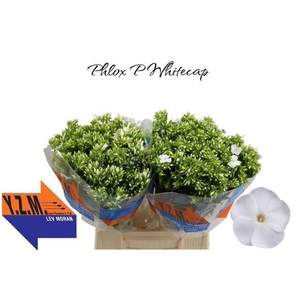 PHLOX P WHITECAP