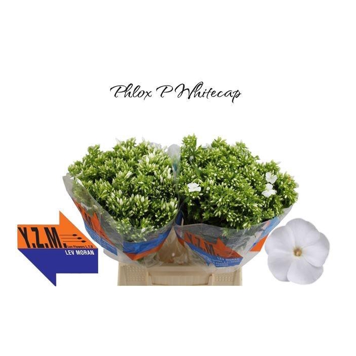 <h4>PHLOX P WHITECAP</h4>