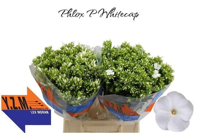 <h4>PHLOX P WHITECAP</h4>