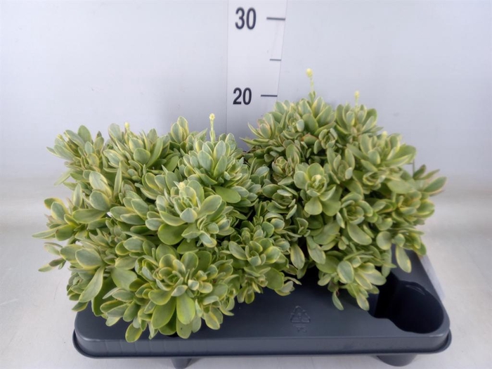 <h4>Crassula ...</h4>