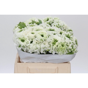 Ranunculus Pon Pon Igloo
