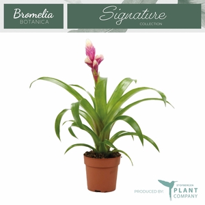 Guzmania  'Candy'