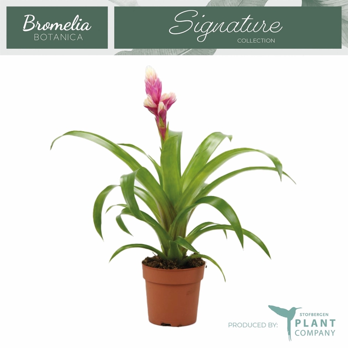 <h4>Guzmania  'Candy'</h4>