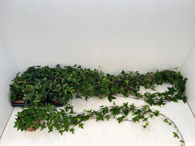 <h4>HED HE SHAMROCK</h4>