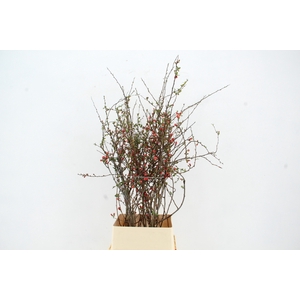 CHAENOMELES JAPONICA RED 100CM