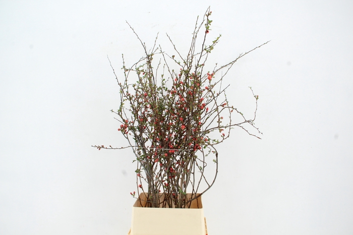 <h4>CHAENOMELES JAPONICA RED 100CM</h4>