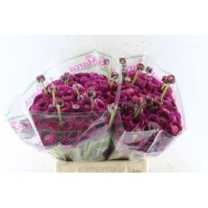 Ran Kloon Prima Renoir