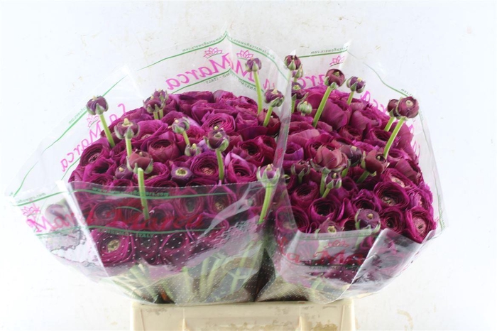 <h4>Ran Kloon Prima Renoir</h4>