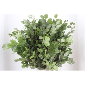 Beuk Naturel P Bunch