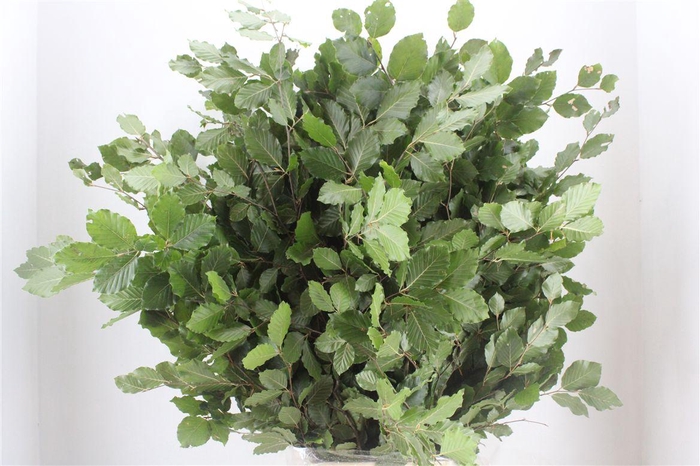 <h4>Beuk Naturel P Bunch</h4>