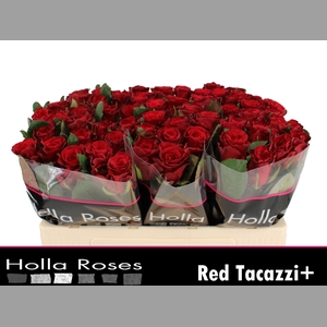 R GR RED TACAZZI+