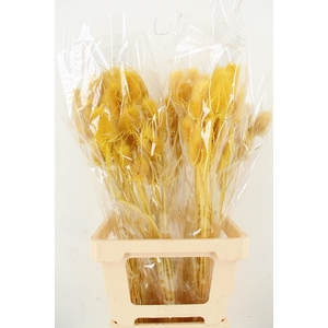 DF Dipsacus Yellow Bs 130g