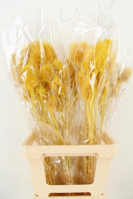 <h4>DF Dipsacus Yellow Bs 130g</h4>