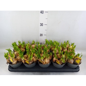 Narcissus  'Tete de Luxe'