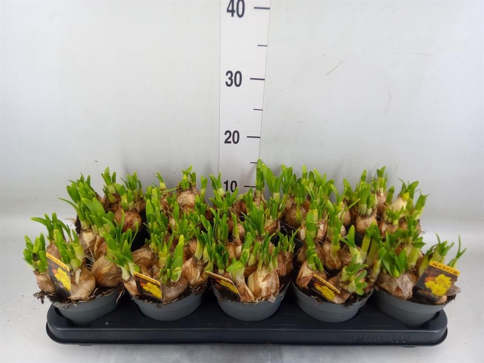 <h4>Narcissus  'Tete de Luxe'</h4>