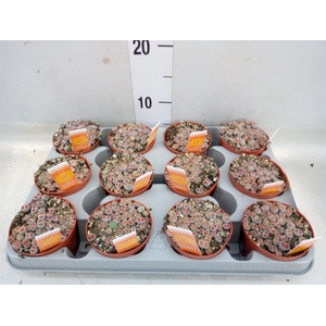 Lithops spp.