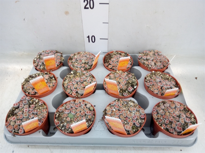 <h4>Lithops spp.</h4>