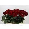 Dahlia Red Fox