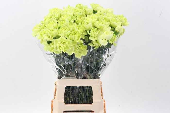 <h4>Di St Green Park hi</h4>