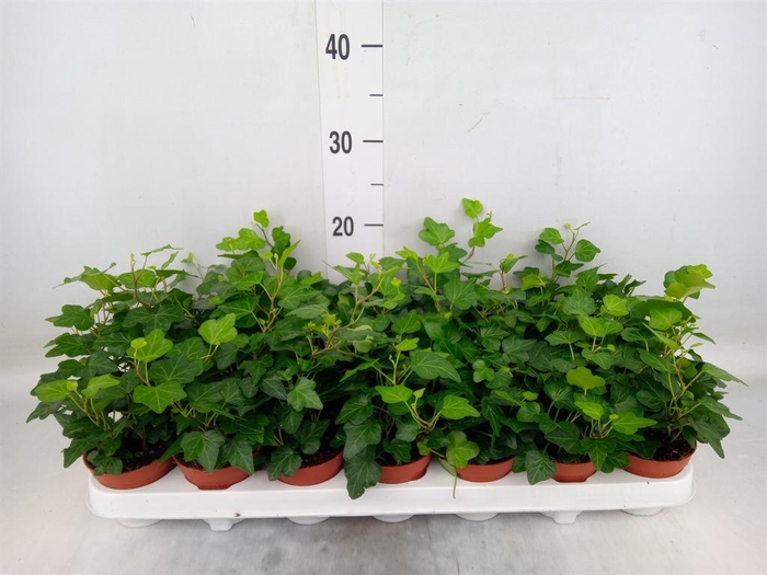 <h4>Hedera helix 'Wonder'</h4>