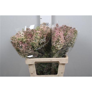 Syr Hy Maidens Blush 4+