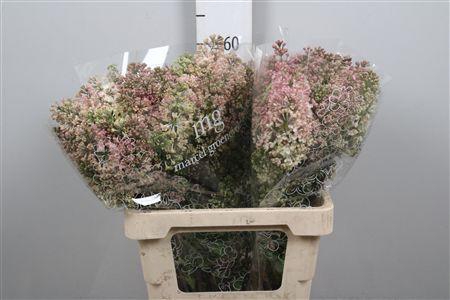 <h4>Syr Hy Maidens Blush 4+</h4>