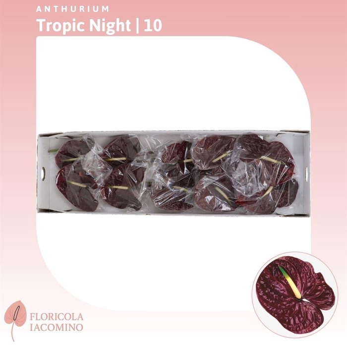 <h4>Anthurium Tropic Night</h4>