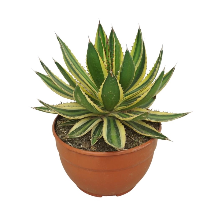 <h4>Agave lophantha 'Quadricolor'</h4>