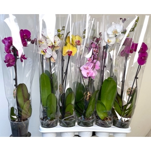 PHAL GEM 7 KL