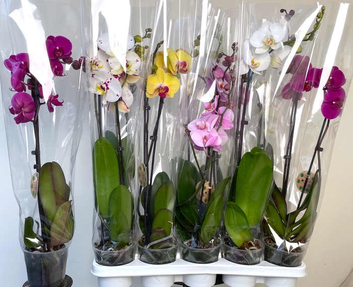 <h4>PHAL GEM 7 KL</h4>