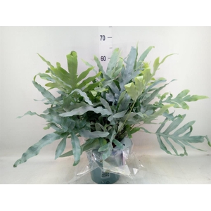 Phlebodium aureum 'Blue Star'