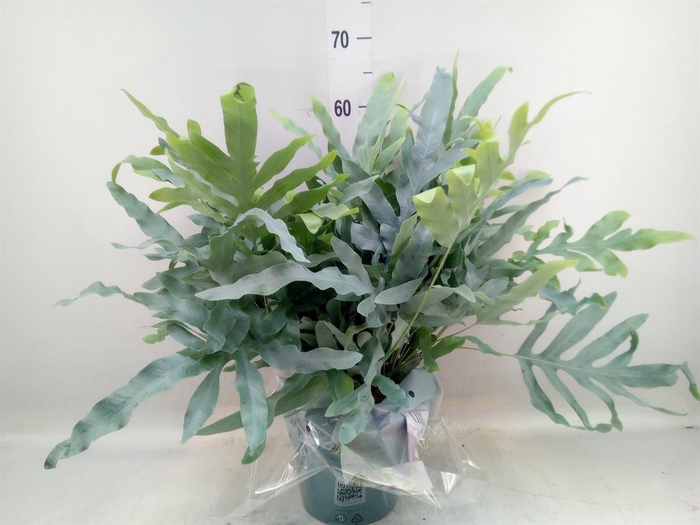 <h4>Phlebodium aureum 'Blue Star'</h4>