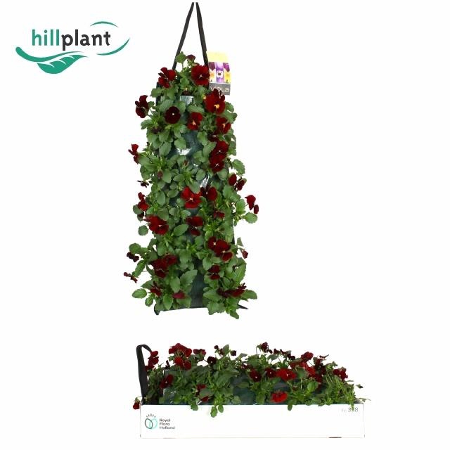 <h4>VIO CO SOR XP RED</h4>