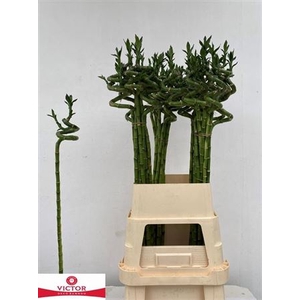 Drac S Lucky Bamboo 100cm