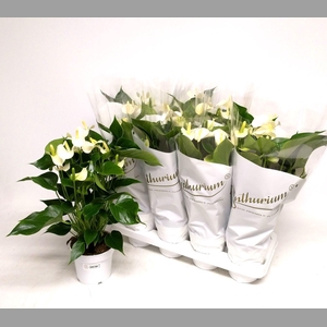 ANTHU AN WHITE CHAMP