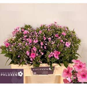 PHLOX P KIKI