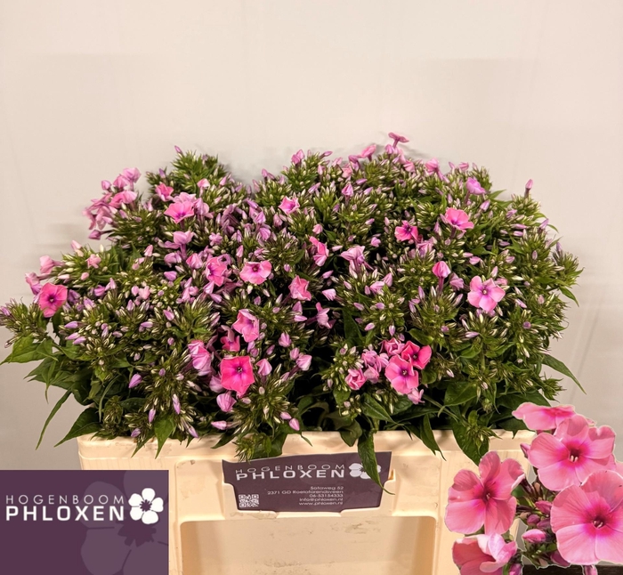 <h4>PHLOX P KIKI</h4>