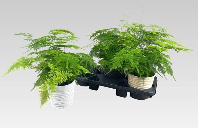 <h4>Asparagus setaceus</h4>