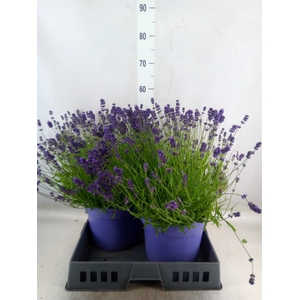 Lavandula angus. 'Hidcote'